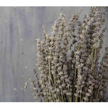 Dekorsende Kurutulmuş Lavanta Demeti