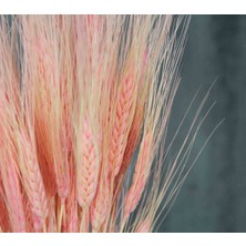 Dekorsende Kurutulmuş Başak Demeti Pembe