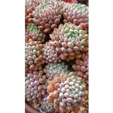 Pembe Yakut Eçeverya Sukulent / 5,5 cm Saksıda / Echeveria Pink Ruby Succulent