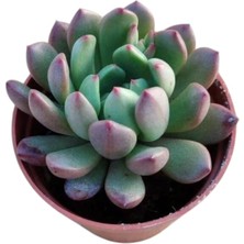 Pembe Yakut Eçeverya Sukulent / 5,5 cm Saksıda / Echeveria Pink Ruby Succulent