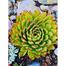 Sabır Otu Eçeverya Sukulent / 5,5 cm Saksıda / Echeveria Agavoides Christmas Succulent