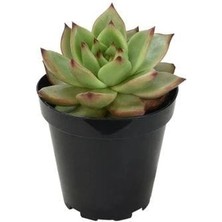 Sabır Otu Eçeverya Sukulent / 5,5 cm Saksıda / Echeveria Agavoides Christmas Succulent