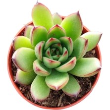 Sabır Otu Eçeverya Sukulent / 5,5 cm Saksıda / Echeveria Agavoides Christmas Succulent