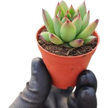 Sabır Otu Eçeverya Sukulent / 5,5 cm Saksıda / Echeveria Agavoides Christmas Succulent