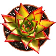 Dudak Boyası Eçeverya Sukulent / 5,5 cm Saksıda / Echeveria Agavoides Lipstick Succulent