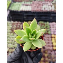 Dudak Boyası Eçeverya Sukulent / 5,5 cm Saksıda / Echeveria Agavoides Lipstick Succulent