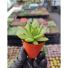 Dudak Boyası Eçeverya Sukulent / 5,5 cm Saksıda / Echeveria Agavoides Lipstick Succulent