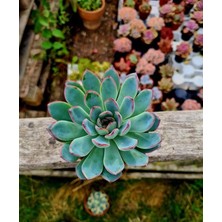 Gün Batımı Sukulent / 5,5 cm Saksıda / Echeveria (Eçeverya) Apus Succulent