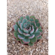 Gün Batımı Sukulent / 5,5 cm Saksıda / Echeveria (Eçeverya) Apus Succulent