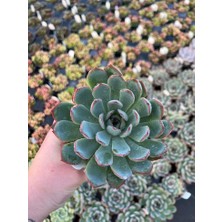 Gün Batımı Sukulent / 5,5 cm Saksıda / Echeveria (Eçeverya) Apus Succulent