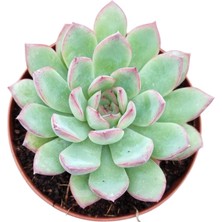 Gün Batımı Sukulent / 5,5 cm Saksıda / Echeveria (Eçeverya) Apus Succulent