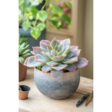 Saksı Güzeli Sukulent / 5,5 cm Saksıda / Echeveria (Eçeverya) Subsessilis Succulent