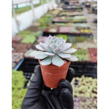 Saksı Güzeli Sukulent / 5,5 cm Saksıda / Echeveria (Eçeverya) Subsessilis Succulent