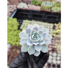 Saksı Güzeli Sukulent / 5,5 cm Saksıda / Echeveria (Eçeverya) Subsessilis Succulent