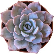 Saksı Güzeli Sukulent / 5,5 cm Saksıda / Echeveria (Eçeverya) Subsessilis Succulent