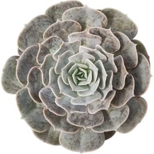 Dev Yıldız Sukulent / 5,5 cm Saksıda / Echeveria (Eçeverya) Pollux Succulent