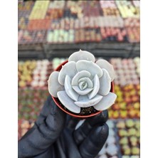 Dev Yıldız Sukulent / 5,5 cm Saksıda / Echeveria (Eçeverya) Pollux Succulent