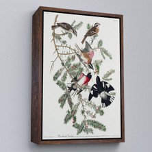Miyrem canvas Serie  John James Audubon - Gül Göğüslü Kocabaş Tablo - Rose-Breasted GROSBEAK-8043