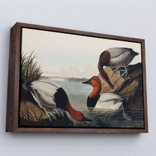 Miyrem canvas Serie  John James Audubon Ördekler TABLOSU-7030