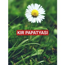 Nutyen 8 Adet Canlı Kır Papatyası Fidesi - Poşetli (5-15 Cm.) - Bahçenizde Doğal Güzellik