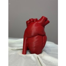 Nkateiler Anatomik Kalp Vazo 18 cm