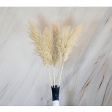 Dekorsende Iri Pampas 5 Li