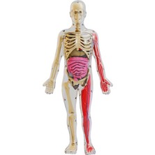 Tom Deneysel Organ Anatomisi Modeli Tıbbi Öğretim Yardımı Eğitici Oyuncak (Yurt Dışından)