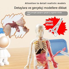 Tom Deneysel Organ Anatomisi Modeli Tıbbi Öğretim Yardımı Eğitici Oyuncak (Yurt Dışından)