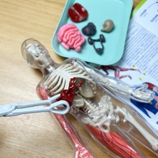 Tom Deneysel Organ Anatomisi Modeli Tıbbi Öğretim Yardımı Eğitici Oyuncak (Yurt Dışından)