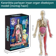 Tom Deneysel Organ Anatomisi Modeli Tıbbi Öğretim Yardımı Eğitici Oyuncak (Yurt Dışından)