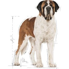 Royal Canin Giant Adult Köpek Maması - 15 Kg