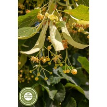Gülçehre Yörem Afyon Meşhur Bursa Gölgede Kurutulmuş Keskin Aromalı Saf Çiçek Ihlamur, Şifa Ağacı | 30gr.