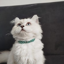 Lady Fify Kedi Köpek Için Sarmaşık Kristal Yeşil Kolye / Takı