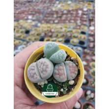 Embitki Farkı Renkli Lithops Taş Kaktüs-5.5 cm Saksı