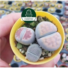 Embitki Farkı Renkli Lithops Taş Kaktüs-5.5 cm Saksı