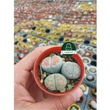 Embitki Farkı Renkli Lithops Taş Kaktüs-5.5 cm Saksı