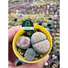 Embitki Farkı Renkli Lithops Taş Kaktüs-5.5 cm Saksı