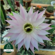 Embitki Echinopsis Kaktüs - Kaynana Topuzu 5.5 Saksıda