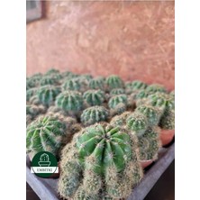 Embitki Echinopsis Kaktüs - Kaynana Topuzu 5.5 Saksıda