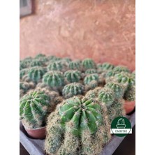 Embitki Echinopsis Kaktüs - Kaynana Topuzu 5.5 Saksıda