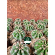 Embitki Echinopsis Kaktüs - Kaynana Topuzu 5.5 Saksıda