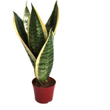 Betonish Sansevieria Trifasciata (Paşa Kılıcı)