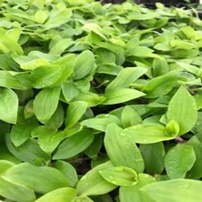 MutluPaket Tradescantia Flumensis Telgraf Çiçeği Fidesi(5 Adet)