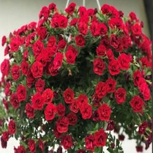 Calita Katmerli Double Red Milyonlar Çanı Calibrochoa Çiçeği Fidesi (1 Adet)