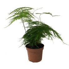 Betonish Asparagus Plumosus (Kuşkonmaz Çiçeği)