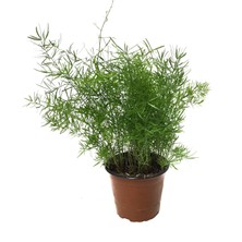 Betonish Asparagus Sprengeri (Kuşkonmaz Çiçeği)
