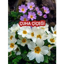 8 Adet Canlı Çuha Çiçeği (Primula) - 5-15 cm Boyunda, Dikime Hazır  Poşet Içerisinde Karışık Renkli