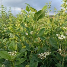 Fidan Sepetim Yaprak Dökmeyen Kartopu Fidanı 'viburnum Tinus'