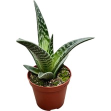 Betonish Aloe Variegata (Kaktüs)