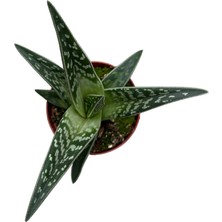 Betonish Aloe Variegata (Kaktüs)